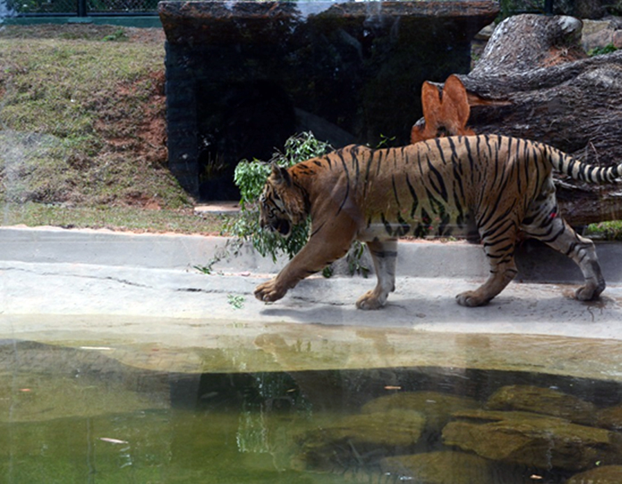 Design and construction of Enclosure for Jaguar and White Tiger at Dehiwala Zoo